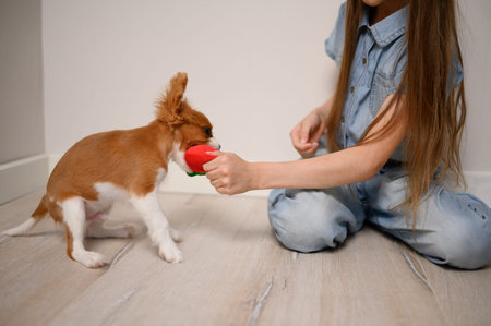 Girl playing with cavalier king charles spaniel puppy playing with toy. Dog bites dog toy, pulls it...