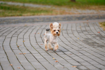 Cute Yorkshire Terrier dog happily runs alone on sidewalk during walk.の写真素材
