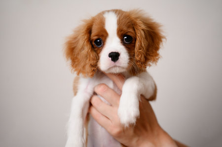 Owner holds cute little King Charles Spaniel puppy in her hands, showing care, affection and tenderness towards pet, close-up.の写真素材