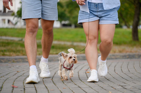 Man and woman legs and cute Yorkshire terrier dog running on sidewalk on leash next to its owners, close-up. Dog walking in city.の写真素材