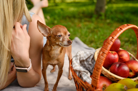 Miniature toy terrier dog stands next to owner lying on grass and basket with fruits during family summer picnic in park. Human-pet friendship concept, picnicの写真素材