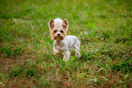 Cute Yorkshire Terrier dog running on grass during walk outside.の写真素材