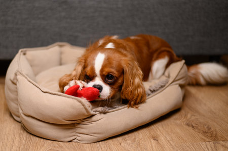 Cute cavalier king charles spaniel dog lies on dog bed with his nose buried in his favorite toy. Pet plays with toy.の写真素材