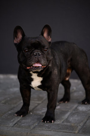 Purebred black French bulldog stands on sidewalk and looks into distance with curiosity. Dog walking concept, purebred petの写真素材