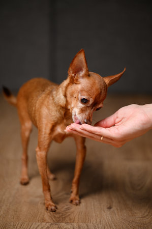 Miniature toy terrier dog eats treat from womans hands. Dog training concept, owner rewarding pet with dry food from hands for good behavior.の写真素材