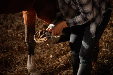 Farrier fits horseshoes, meticulously cleaning horses hooves with special tool in stable. Hoof...