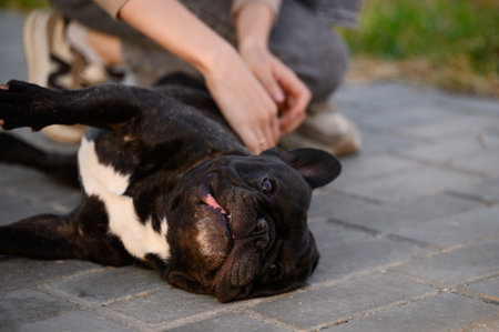 Black French bulldog lies belly-up on sidewalk, woman gently scratching dogs belly. Caring for pet and trust during walk in city park.の写真素材