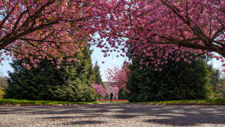 Pink cherry blossoms in Alexandra Gardens, Cathays Park, Cardiff, casting shadows over a pathの写真素材