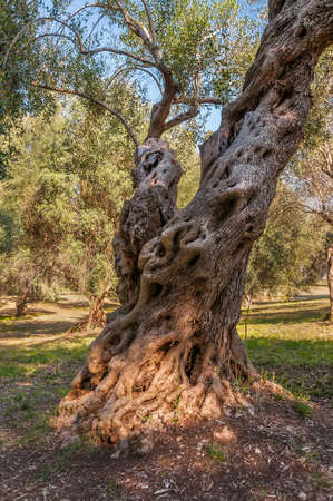 Beautiful Image of the Old Olive Treesの写真素材