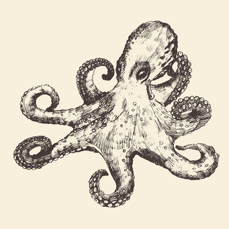 Octopus vintage illustration, engraved retro style, hand drawn, sketchのイラスト素材