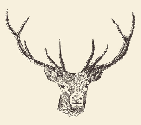 Deer head engraving style, vintage illustration, hand drawnのイラスト素材