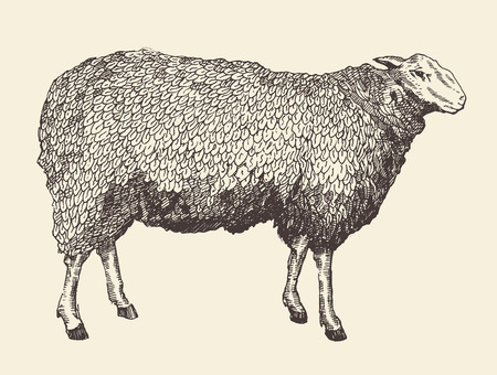 Vintage vector illustration of engraving sheep isolated on backgroundのイラスト素材