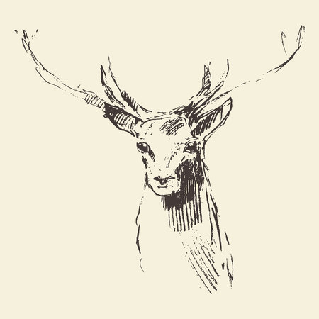Deer engraving style vintage illustration hand drawn sketchのイラスト素材