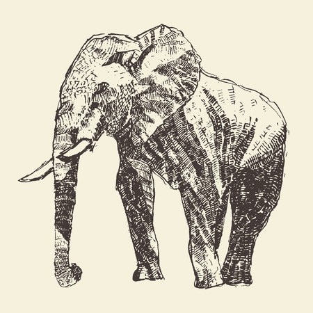 Elephant ethnic engraving style vintage illustration hand drawn sketchのイラスト素材