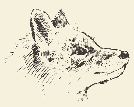 Fox head engraving style vintage illustration hand drawn sketchのイラスト素材