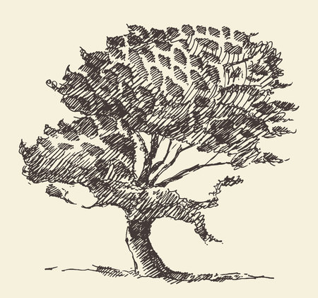 Old tree vintage illustration engraved retro style hand drawn sketchのイラスト素材