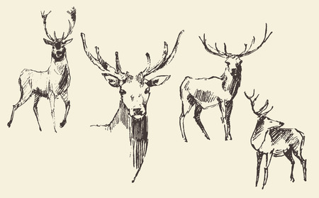 Set of deers engraving style vintage illustration hand drawn sketchのイラスト素材
