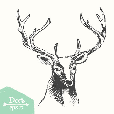 Sketch of a deer head, vintage illustration, hand drawn, sketchのイラスト素材