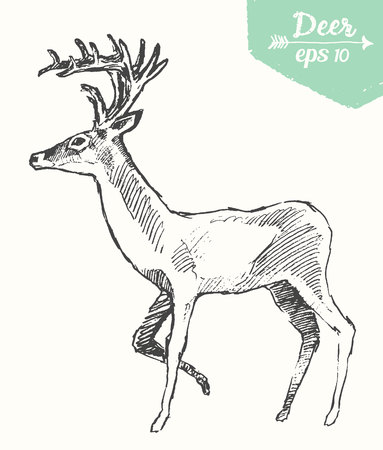 Sketch of a deer, vintage illustrationのイラスト素材