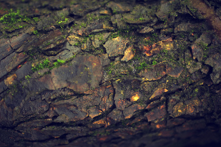 Tree bark texture after rain organic background woodの写真素材