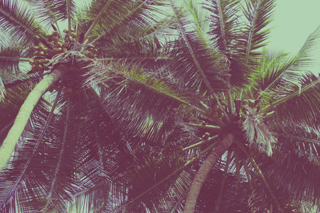 Coconut palm trees at tropical beach, vintage filter
