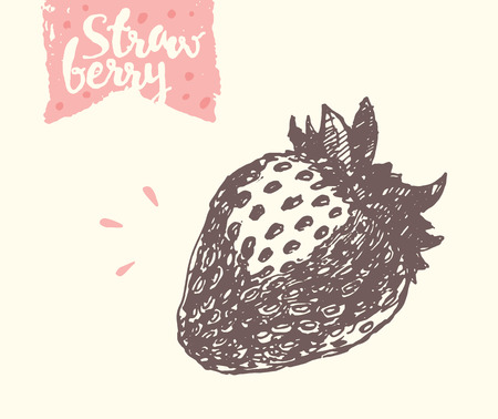 strawberry, illustration, sketch drawのイラスト素材