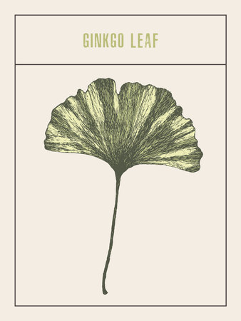 Vector illustration ginkgo leaf drawn, sketchのイラスト素材