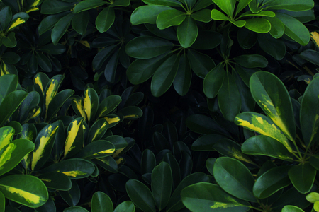 Real tropical leaves background, jungle foliage vintageの写真素材