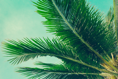 Coconut palm trees tropical background, vintageの写真素材