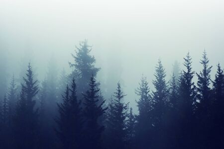Misty fog in pine forest on mountain slopes. Color toning.の写真素材