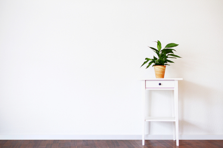 Modern clean interior with stand and plant on empty white wall background, place for your textの写真素材