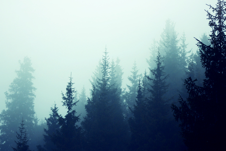 Misty fog pine forest mountain slopes color toningの写真素材