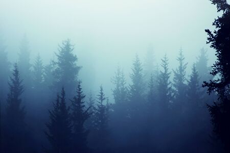Misty fog pine forest mountain slopes color toningの写真素材