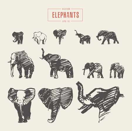 Set realistic elephants hand drawn vector sketchのイラスト素材
