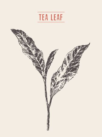 High detailed vector illustration of a tea sprout, hand drawn, sketchのイラスト素材