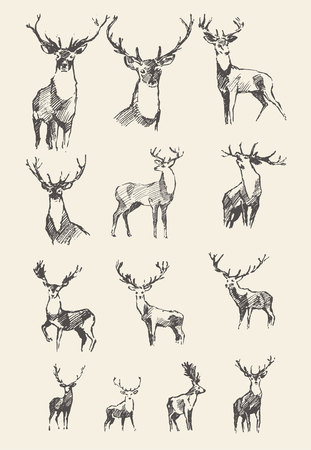 Set drawn noble deers vector illustration, sketchのイラスト素材