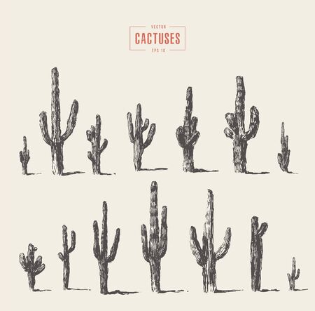 Set of cactuses hand drawn vector illustration inkのイラスト素材