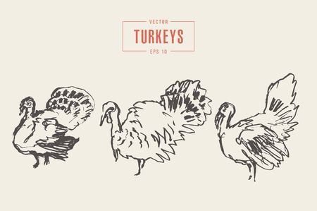 Set turkeys drawn vector illustration, sketchのイラスト素材
