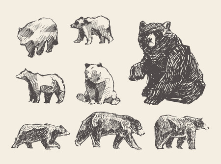 Big collection of a hand drawn wild beers, vector illustration, sketchのイラスト素材