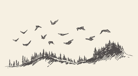 A flock of birds drawn vector illustration, sketchのイラスト素材
