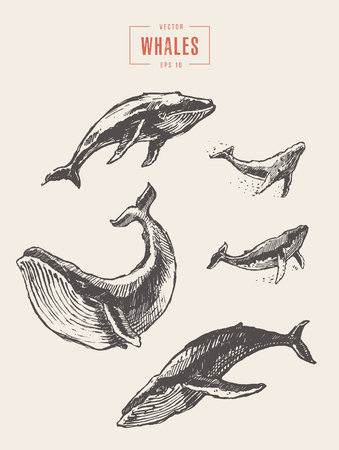 Set whales drawn vector illustration sketchのイラスト素材