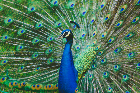 Peacock spreading his tale closeupの写真素材