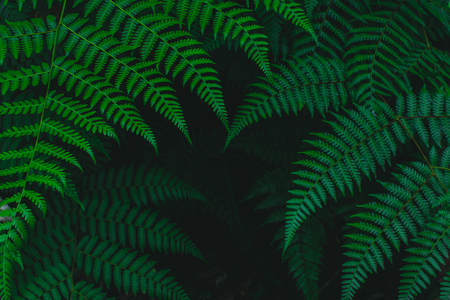 Dark botanical background tropical fern fadedの写真素材