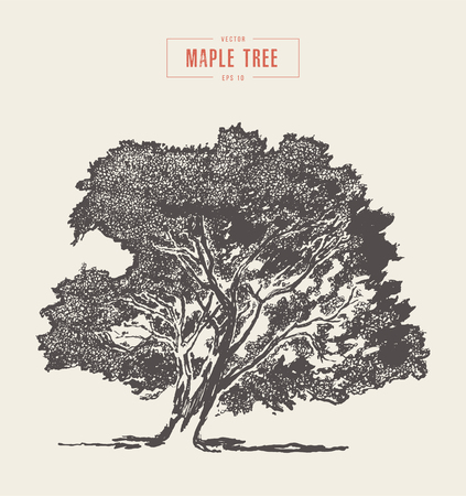 High detail vintage illustration of a maple tree, hand drawn, vectorのイラスト素材
