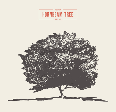 High detail vintage illustration of a hornbeam tree, hand drawn, vectorのイラスト素材