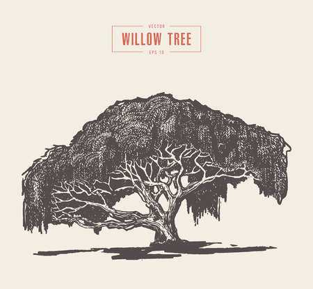 High detail vintage illustration of a willow tree, hand drawn, vectorのイラスト素材