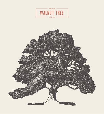 High detail vintage illustration of a walnut tree, hand drawn, vectorのイラスト素材