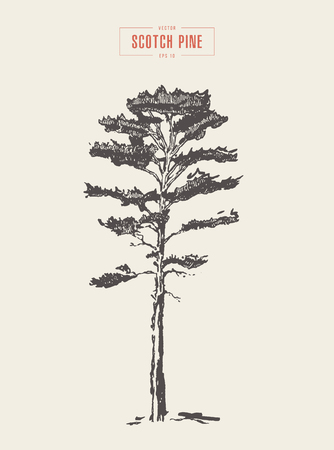 Vintage scotch pine hand drawn vector detailのイラスト素材