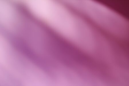 Real shadow from a palm tree falls on a wall, beautiful abstract background, pink gradientの写真素材