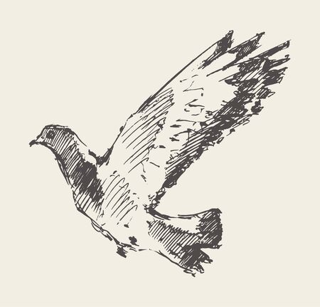 Beautiful flying dove. Hand drawn vector sketcのイラスト素材